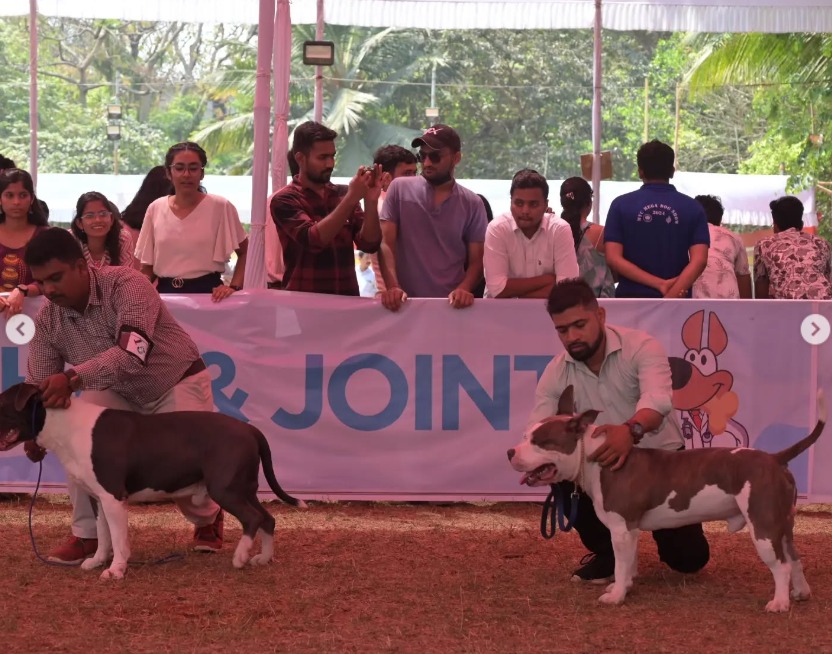 Dogs Participating In Dog Show 23 24